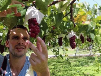 Fruit Picking Jobs in Canada All You Need to Know