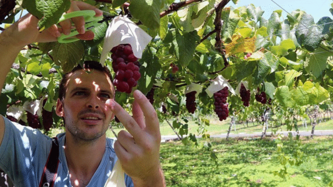 Fruit Picking Jobs in Canada All You Need to Know