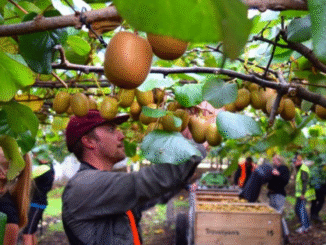 Citrus Picking Jobs in New Zealand July 2025