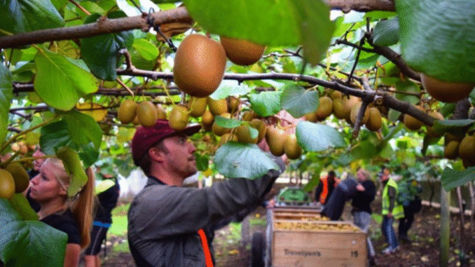 Citrus Picking Jobs in New Zealand July 2025