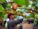 Citrus Picking Jobs in New Zealand July 2025