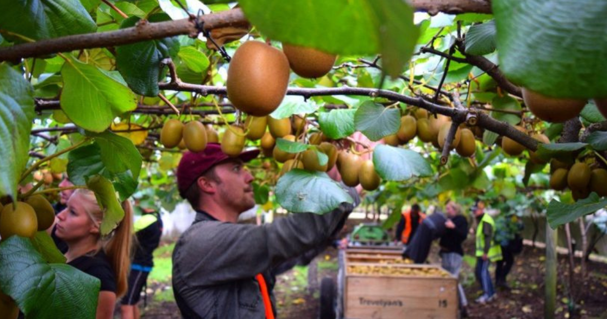 Citrus Picking Jobs in New Zealand July 2025