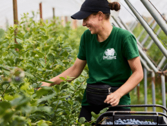 Vegetable Picker Jobs in Canada July 2025