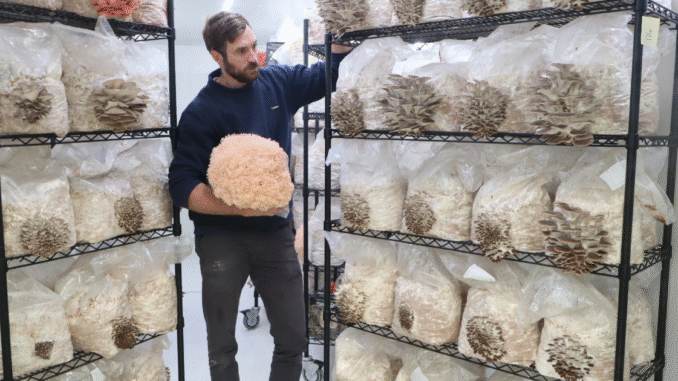 Mushroom Picker Jobs in New Zealand Job Vacancies Aug 2025