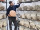 Mushroom Picker Jobs in New Zealand Job Vacancies Aug 2025