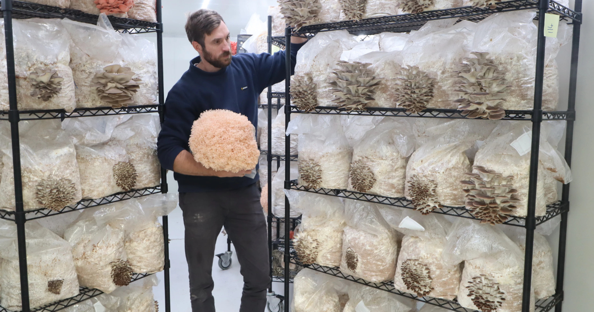 Mushroom Picker Jobs in New Zealand Job Vacancies Aug 2025