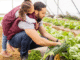 Fruit Vegetable Picker 200+jobs in Canada Aug 2025