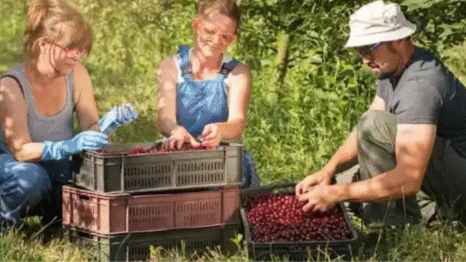 Berries Picking Jobs in Australia August 2025