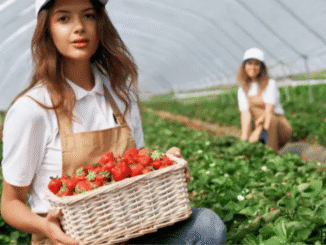 Fruit Picking Jobs in Italy Family Farms 2025