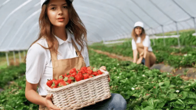 Fruit Picking Jobs in Italy Family Farms 2025