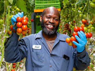 Jobs in Canada for Foreigners Picking Tomatoes