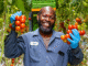 Jobs in Canada for Foreigners Picking Tomatoes