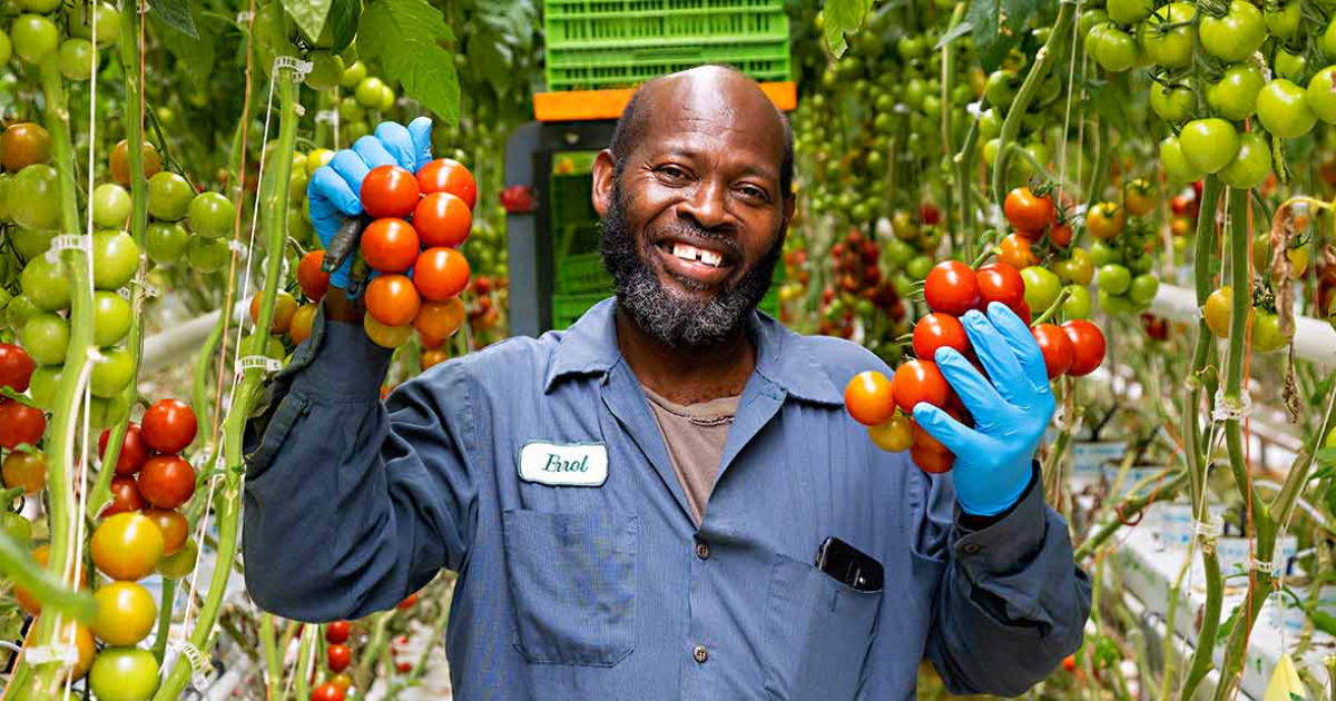 Jobs in Canada for Foreigners Picking Tomatoes