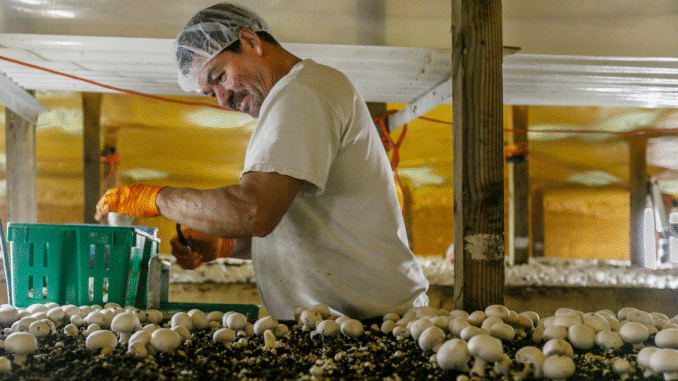 LMIA Mushroom Jobs in Canada for Foreign Workers Sep 2025