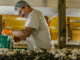 LMIA Mushroom Jobs in Canada for Foreign Workers Sep 2025