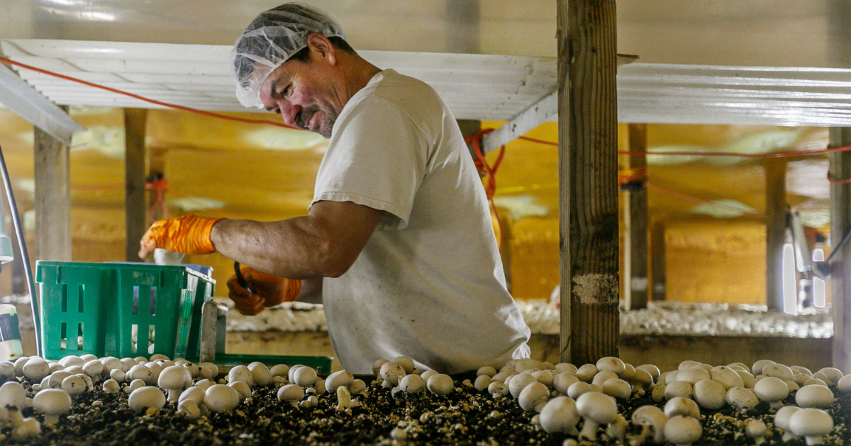 LMIA Mushroom Jobs in Canada for Foreign Workers Sep 2025