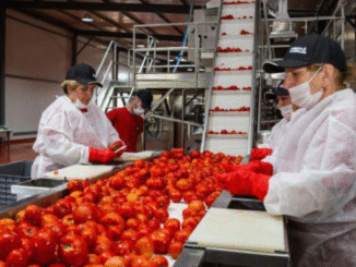 Jobs in Poland Producing Ketchup and Fruit Farms