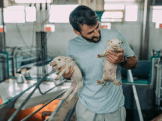 Pig Farm Worker Jobs in Scotland Sept 2025