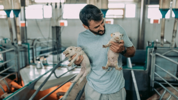 Pig Farm Worker Jobs in Scotland Sept 2025