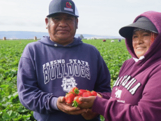 Strawberry Farm 200+Jobs in Italy 2025