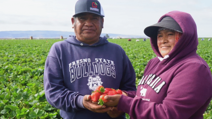 Strawberry Farm 200+Jobs in Italy 2025