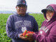 Strawberry Farm 200+Jobs in Italy 2025