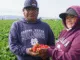 Strawberry Farm 200+Jobs in Italy 2025
