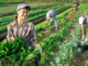 General Farm Worker Jobs in UK September 2025