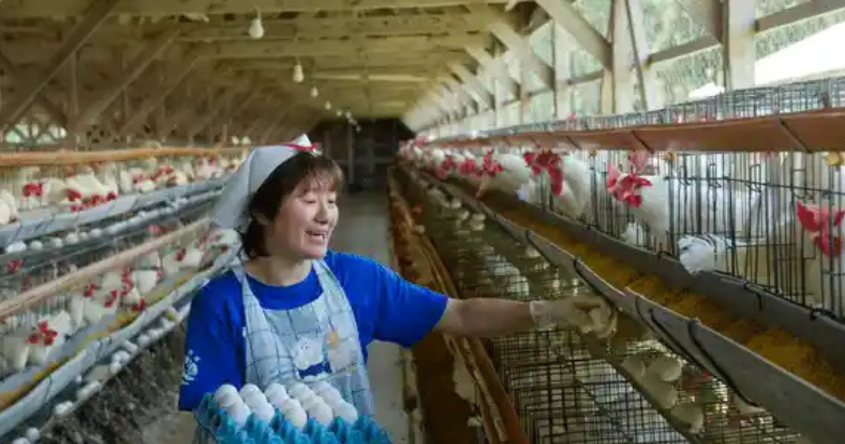 Poultry farm jobs in United Kingdom October 2025