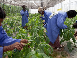 Agricultural & Seasonal Jobs in Finland