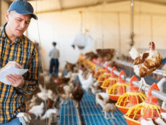 Poultry Farm Worker Jobs in Canada Oct 2025