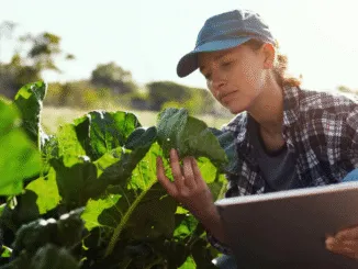 Agriculture Farm worker Jobs in Australia oct 2025
