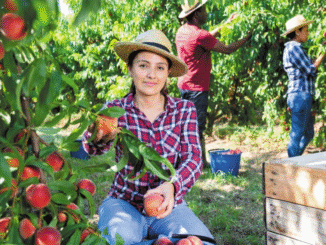 LMIA Approved Berry Farm Jobs in Canada oct 2025
