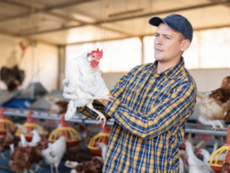 Latest Poultry Farm Jobs in Saudi Arabia oct 2025
