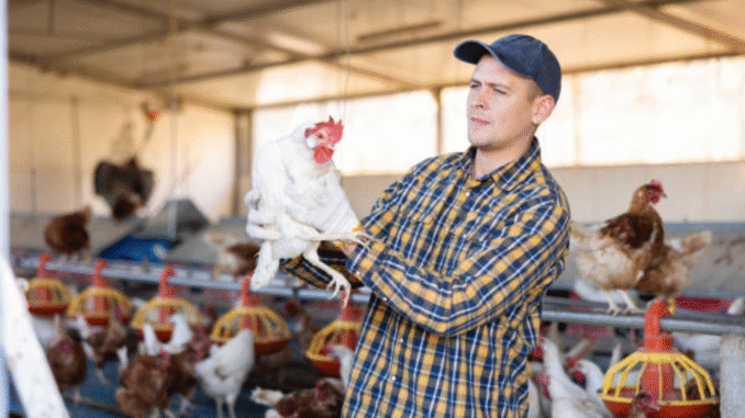 Latest Poultry Farm Jobs in Saudi Arabia oct 2025