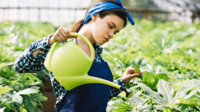 Seasonal Agricultural Worker Program SAWP Work in Canada