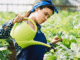 Seasonal Agricultural Worker Program SAWP Work in Canada