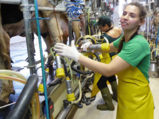 Cow Farm Worker Jobs in Romania Nov 2025