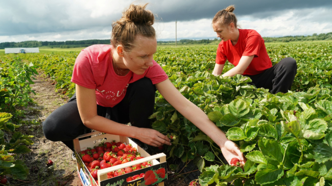 Strawberry Farm Worker Jobs in Poland 2025