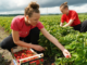 Strawberry Farm Worker Jobs in Poland 2025
