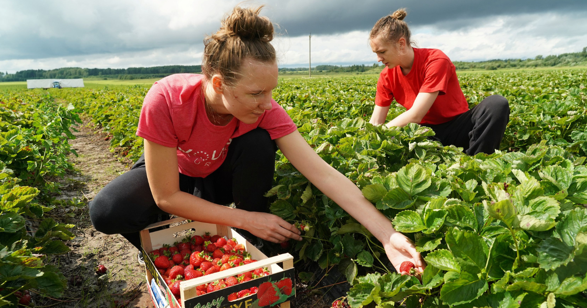 Strawberry Farm Worker Jobs in Poland 2025