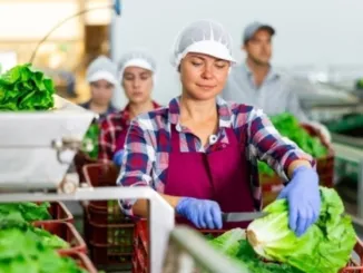 Packing jobs in japan For unskilled workers