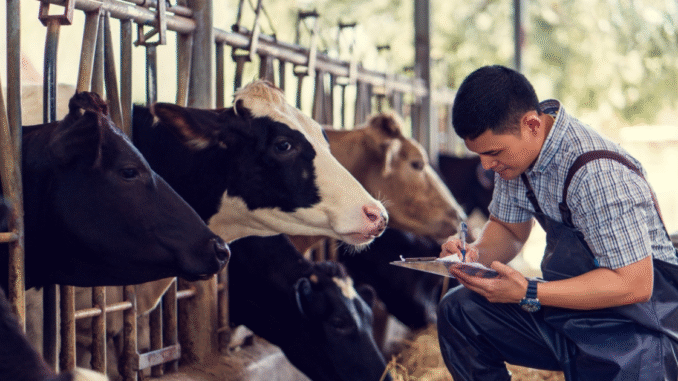 Livestock Career Program in Germany for Skilled Workers