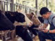 Livestock Career Program in Germany for Skilled Workers
