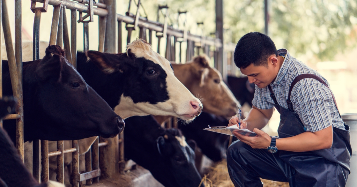 Livestock Career Program in Germany for Skilled Workers