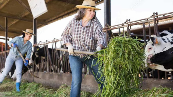 Beef Farm Worker Jobs in Australia Dec 2025