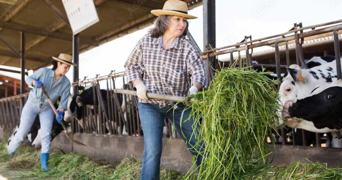 Beef Farm Worker Jobs in Australia Dec 2025