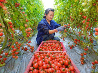 Tomato Picking500+Jobs Dec Canada 2025
