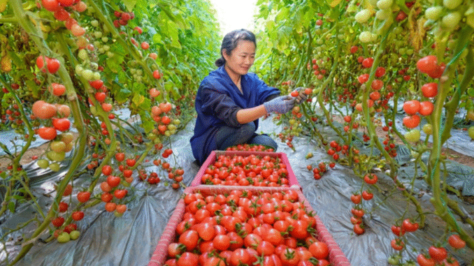Tomato Picking500+Jobs Dec Canada 2025