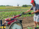 Farming Field Work Jobs In Finland For Foreigners